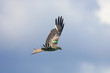 red kite