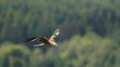 red kite