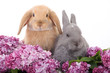 two bunny among the purple lilac