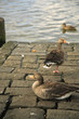 three ducks