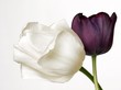 colors tulip