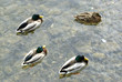 canards