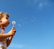 dandelion