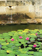 bassin de nénuphar