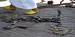 morocco snake charmer