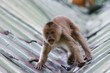 angry monkey