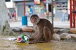 monkey eating chips