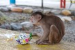 monkey