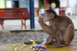 eating monkey