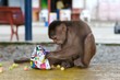 monkey eating chips