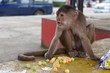 monkey and chips
