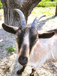 capretta