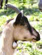 capretta in campagna