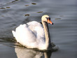 cigno sul lago