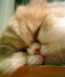 sleeping cat