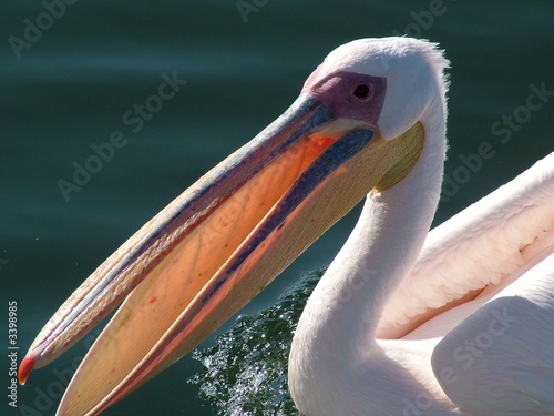 pelikan in walvis bay namibia
