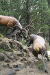 elk stags fighting
