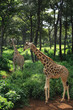 two giraffe strolling
