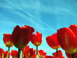 tulips on the sky