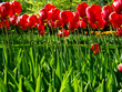 tulips_1#