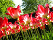 tulips 4#