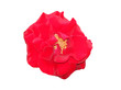 fiore rosso
