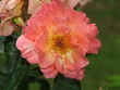 rosa di colore rosa