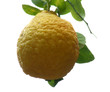 limone sull'albero