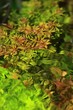 rotala rotundifolia