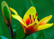 lily