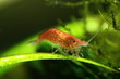 red cherry shrimp