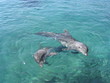dauphins dolphins