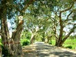 strada alberata