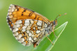 farfalla (lepidottero) farfalla (lepidottero)