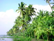 palme nel kerala