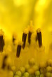 immersi nel giallo immersi nel giallo