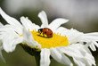 Foto: marienkäfer sitzt auf margeritenblüte marienkäfer sitzt auf margeritenblüte