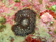 corail mou