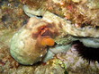 octopus vulgaris