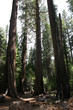 redwood of yosemite