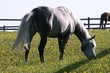 horse on a lawn