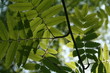 branch of mountain ash