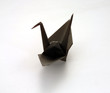 oiseau noir