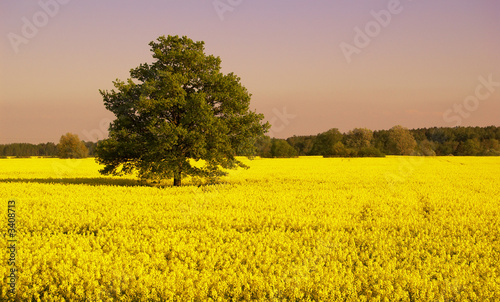 oak oak