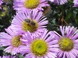 abeille butinant