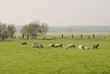 troupeaux vaches, basses vallees angevines, maine et loire, fran
