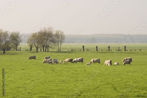 troupeaux vaches, basses vallees angevines, maine et loire, fran