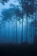 dark moody fog filled forest