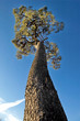 high tree high tree