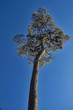 high tree